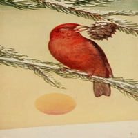 Ispis plakata divljih ptica s crvenim križem iz NDP-a