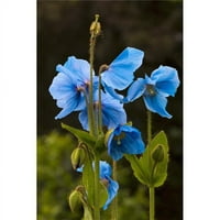 Posteterazzi DPI Blue Mappies cvjetaju u Kodiak Aljaska Garden Tisak plakata Marion Owen, 19