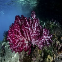 Prekrasni mekani koralji rastu na rubu kanala u Raja Ampat, Indonezija. Print plakata Ethan Daniels Stocktrek