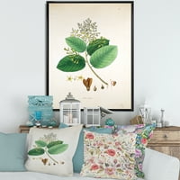 DesignArt 'Drevni botanicals iii' Farmhouse uokvirena platna zidna umjetnička tiska
