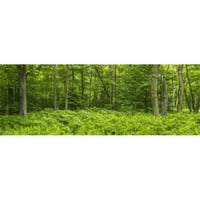 Ferns pokrivač podne ljetne šume u blizini Old Forgea u planinama Adirondack, država New York, USA PLAST PRINT