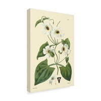 Zaštitni znak likovna umjetnost 'White Curtis Botanical IV' Canvas Art by Vision Studio