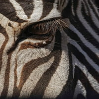Burchells Zebra izbliza Masai Mara-Kenya-Afrika Poster tisak-Adam Jones